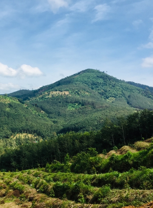 PROGRAM: COVER THE LAND WITH TREES