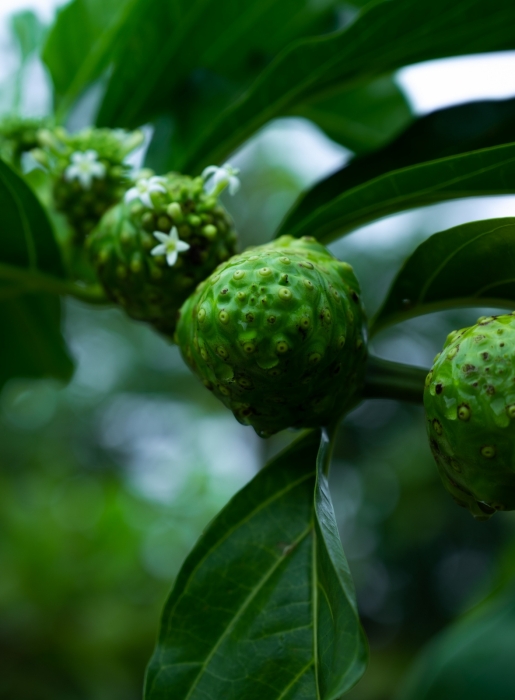 NONI