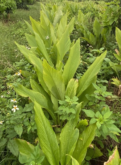 TURMERIC
