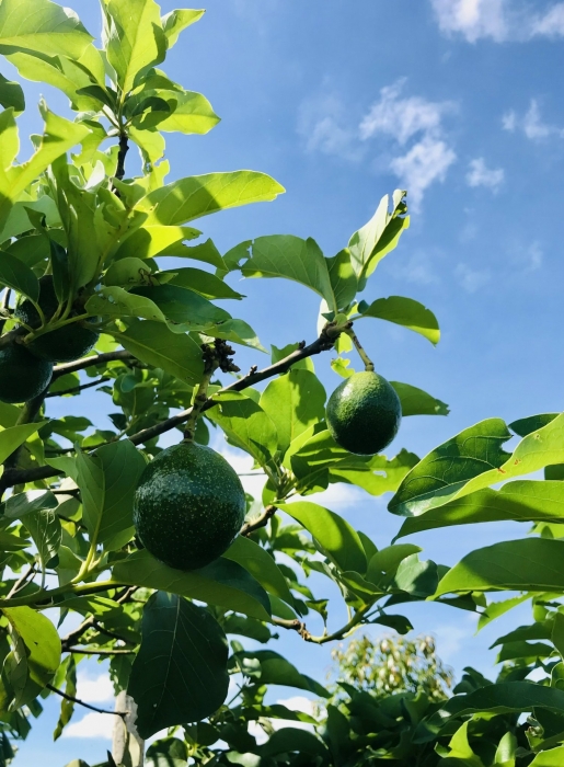 AVOCADO