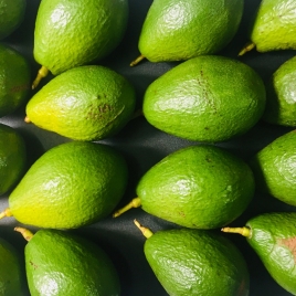Hong Ngoc Avocado