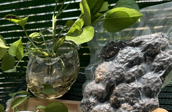 Dried Noni (Shape: whole)