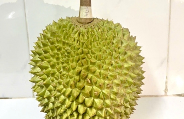 Fresh Durian - Musangking